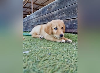 Golden Retriever Mix LILLY (geb. Juni 2026) sucht eine Familie!