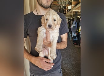 Retriever Mix FELIX (geb. Juni 2026) sucht eine Familie!