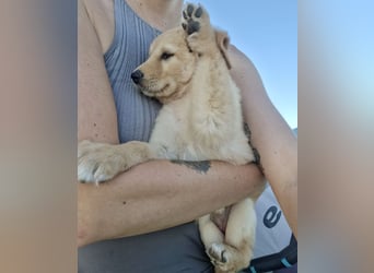 Golden Retriever Mix LILLY (geb. Juni 2026) sucht eine Familie!