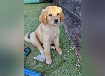 Golden Retriever Mix LILLY (geb. Juni 2026) sucht eine Familie!