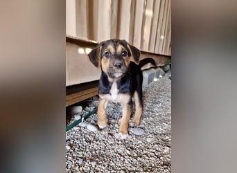 Golden Retriever Mix COCO (geb. Juni 2026) sucht eine Familie!