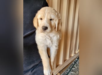 Retriever Mix FELIX (geb. Juni 2026) sucht eine Familie!