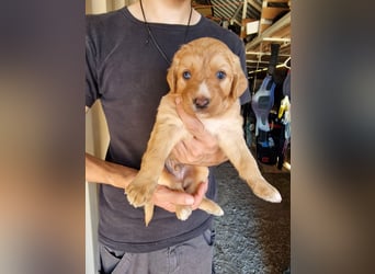 Golden Retriever Mix BEN (geb. Juni 2026) sucht eine Familie!