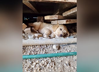 Retriever Mix FELIX (geb. Juni 2026) sucht eine Familie!