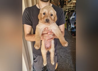 Golden Retriever Mix LILLY (geb. Juni 2026) sucht eine Familie!