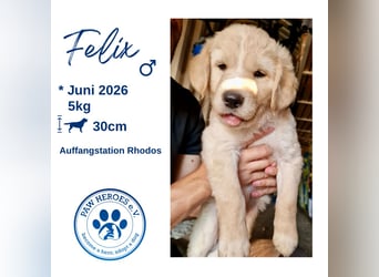 Retriever Mix FELIX (geb. Juni 2026) sucht eine Familie!