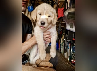 Retriever Mix FELIX (geb. Juni 2026) sucht eine Familie!