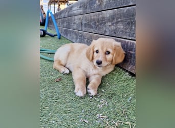 Golden Retriever Mix LILLY (geb. Juni 2026) sucht eine Familie!