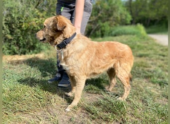 Zierliche, hübsche Junghündin, Mini Retriever ähnl., ca. 1 Jahr, 40cm, kastriert