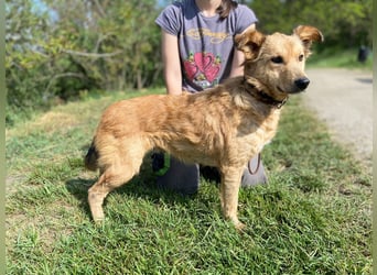 Zierliche, hübsche Junghündin, Mini Retriever ähnl., ca. 1 Jahr, 40cm, kastriert