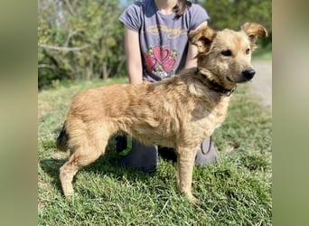 Zierliche, hübsche Junghündin, Mini Retriever ähnl., ca. 1 Jahr, 40cm, kastriert