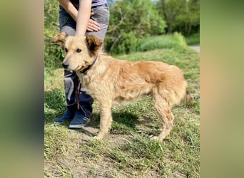 Zierliche, hübsche Junghündin, Mini Retriever ähnl., ca. 1 Jahr, 40cm, kastriert
