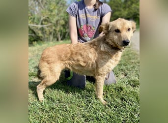 Zierliche, hübsche Junghündin, Mini Retriever ähnl., ca. 1 Jahr, 40cm, kastriert