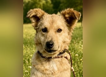 Zierliche, hübsche Junghündin, Mini Retriever ähnl., ca. 1 Jahr, 40cm, kastriert
