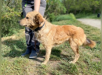 Zierliche, hübsche Junghündin, Mini Retriever ähnl., ca. 1 Jahr, 40cm, kastriert