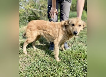 Zierliche, hübsche Junghündin, Mini Retriever ähnl., ca. 1 Jahr, 40cm, kastriert