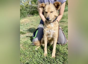 Zierliche, hübsche Junghündin, Mini Retriever ähnl., ca. 1 Jahr, 40cm, kastriert
