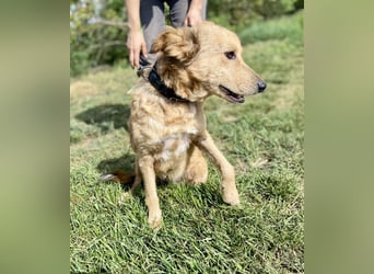 Zierliche, hübsche Junghündin, Mini Retriever ähnl., ca. 1 Jahr, 40cm, kastriert