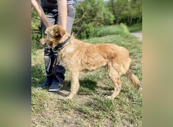 Zierliche, hübsche Junghündin, Mini Retriever ähnl., ca. 1 Jahr, 40cm, kastriert