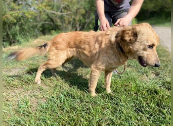 Zierliche, hübsche Junghündin, Mini Retriever ähnl., ca. 1 Jahr, 40cm, kastriert