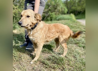 Zierliche, hübsche Junghündin, Mini Retriever ähnl., ca. 1 Jahr, 40cm, kastriert