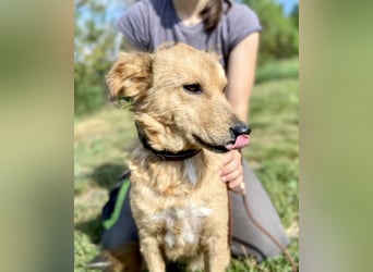 Zierliche, hübsche Junghündin, Mini Retriever ähnl., ca. 1 Jahr, 40cm, kastriert