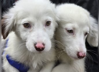 Monia und Mara: zwei kleine Engel