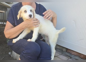 Rosalinda: 5 Zwerge suchen ein Zuhause