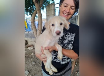 Tiziana: Welpenmädchen sucht...
