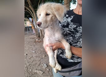 Tiziana: Welpenmädchen sucht...