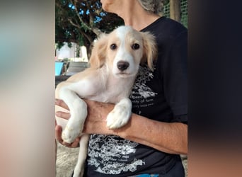 Sabrina: Welpenmädchen sucht...