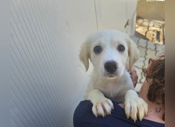 Raffaela: 5 Zwerge suchen ein Zuhause