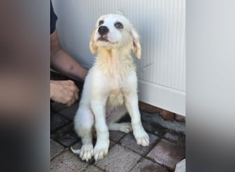 Rosalinda: 5 Zwerge suchen ein Zuhause