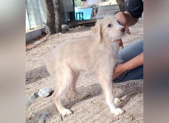 Tiziana: Welpenmädchen sucht...