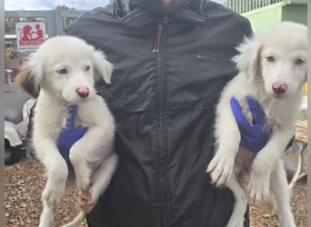 Monia und Mara: zwei kleine Engel