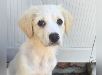 Raffaela: 5 Zwerge suchen ein Zuhause