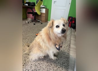 Benji, liebenswerter Retriever MIschling geb. 2018