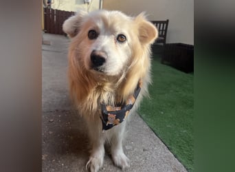 Benji, liebenswerter Retriever MIschling geb. 2018