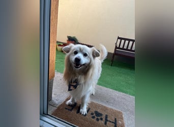 Benji, liebenswerter Retriever MIschling geb. 2018