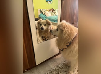 Benji, liebenswerter Retriever MIschling geb. 2018