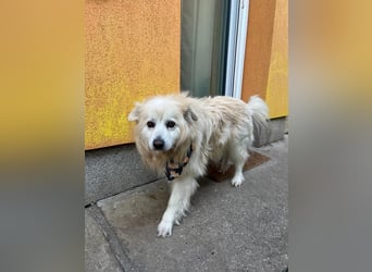 Benji, liebenswerter Retriever MIschling geb. 2018