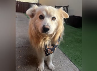 Benji, liebenswerter Retriever MIschling geb. 2018