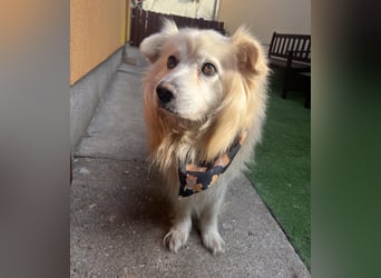 Benji, liebenswerter Retriever MIschling geb. 2018