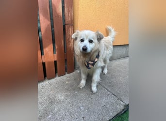 Benji, liebenswerter Retriever MIschling geb. 2018