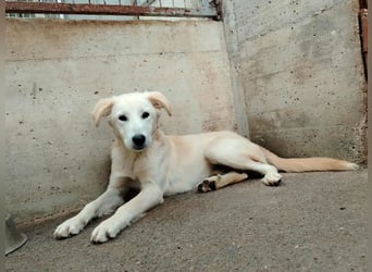 junger Retriever Mischlings-Rüde Taio sucht ein Zuhause