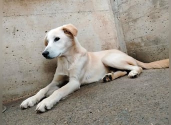 junger Retriever Mischlings-Rüde Taio sucht ein Zuhause