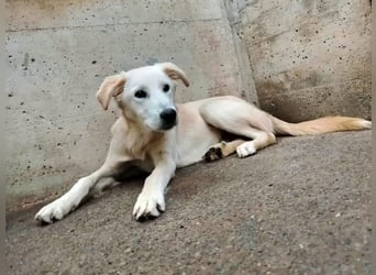 junger Retriever Mischlings-Rüde Taio sucht ein Zuhause