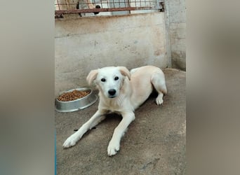 junger Retriever Mischlings-Rüde Taio sucht ein Zuhause