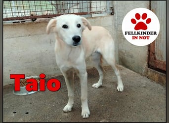 junger Retriever Mischlings-Rüde Taio sucht ein Zuhause