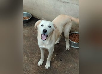 junger Retriever Mischlings-Rüde Taio sucht ein Zuhause